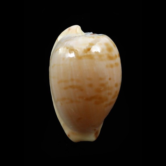edentula 20,9mm