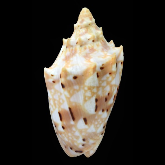 pulchra woolacottae 66,5mm