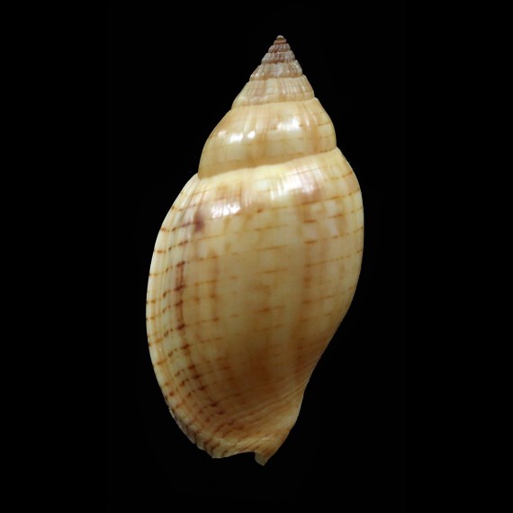 deliciosa 34,0mm
