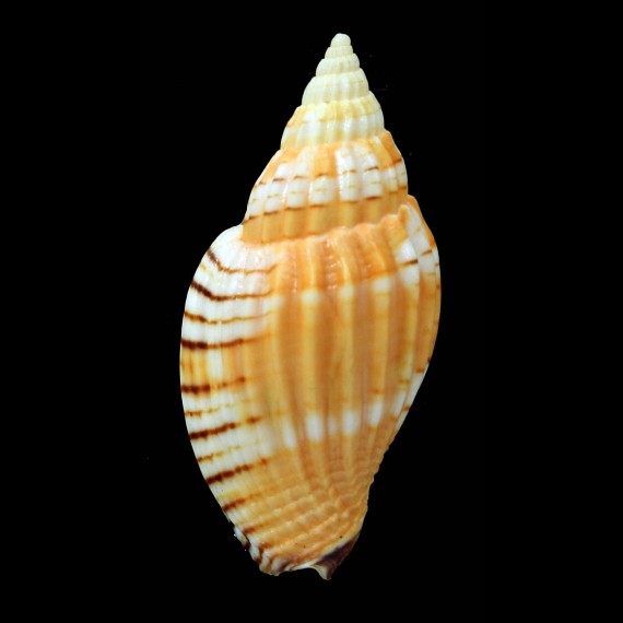 delessertiana tulearensis 55,8mm