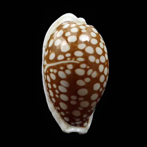 cribraria 31,0mm