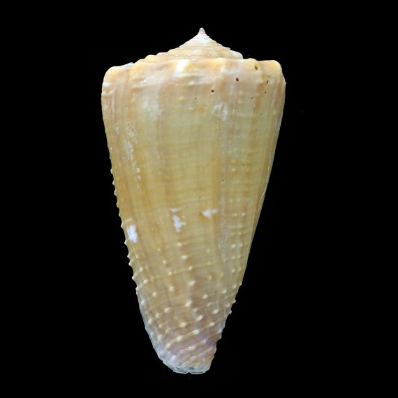 exiguus optimus 44,2mm BIG