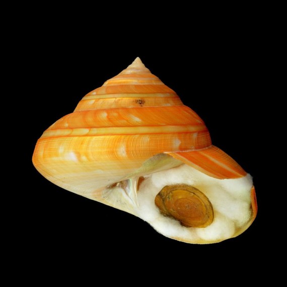 teramachi
