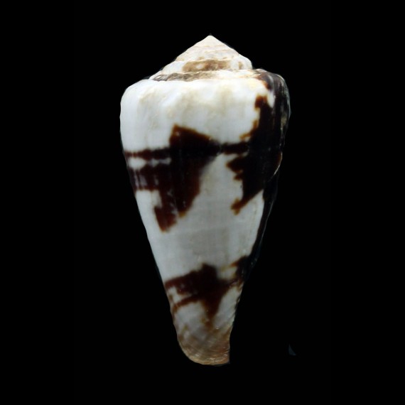 exiguus cabriti 28,4mm