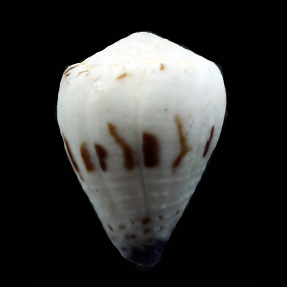 sponsalis 23,3mm BIG