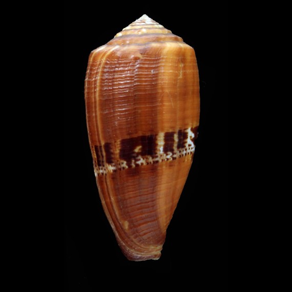 coccineus 51,5mm BIG