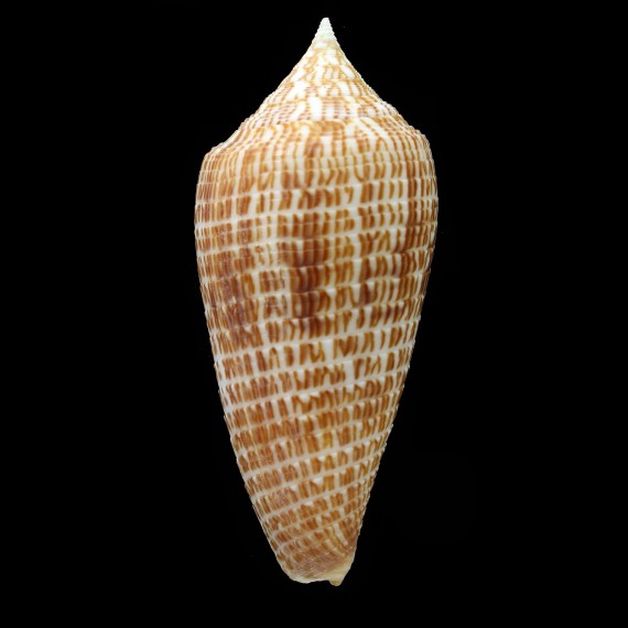 armadillo 77,0mm BIG