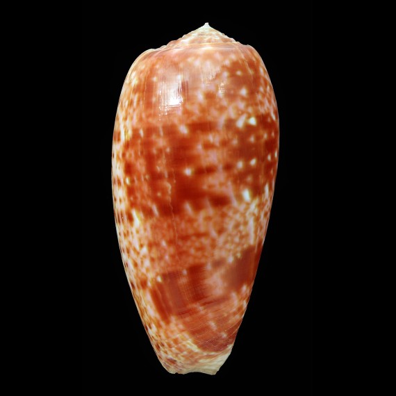 bullatus 74,6mm