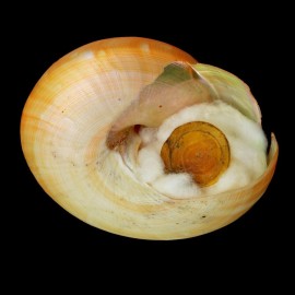 teramachi