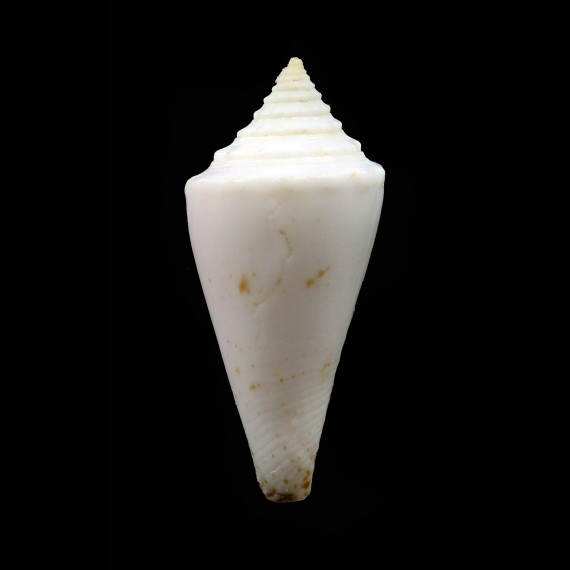 luciae 28,0mm RARE