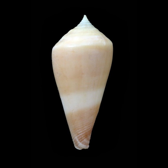 neocaledonicus 54,5mm RARE