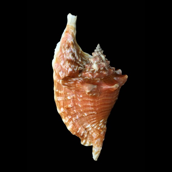 gallus 119,6mm