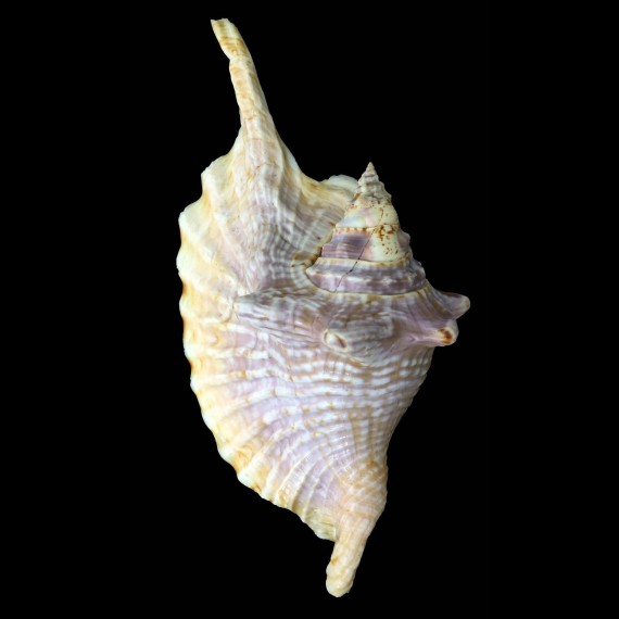 gallus 143,6mm PURPLE