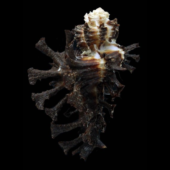 scorpio 53,5mm