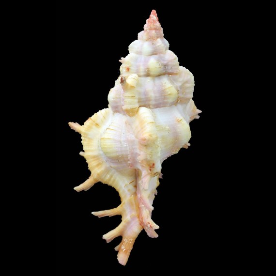 saltatrix 68,2mm BIG