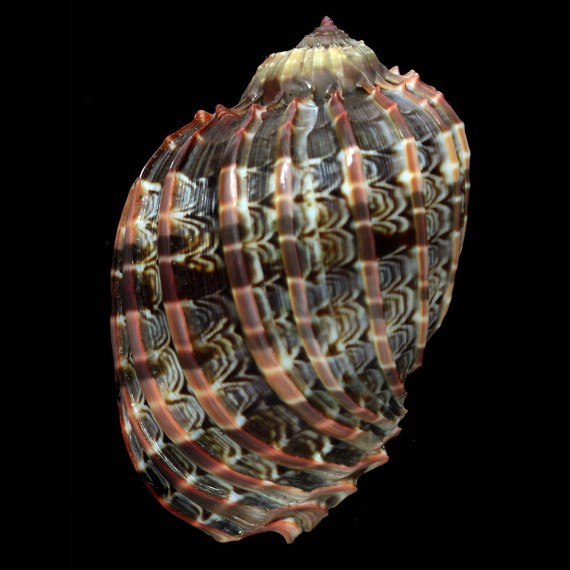 harpa 90,4mm