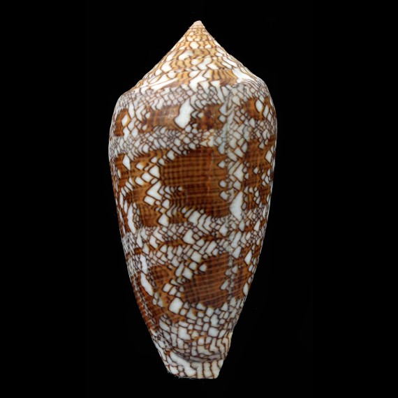 archiepiscopus 77,0mm
