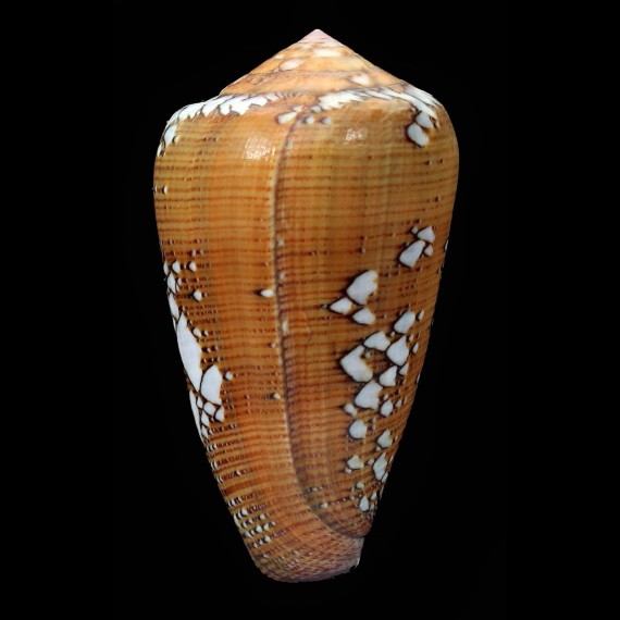 racemosus 55,1mm