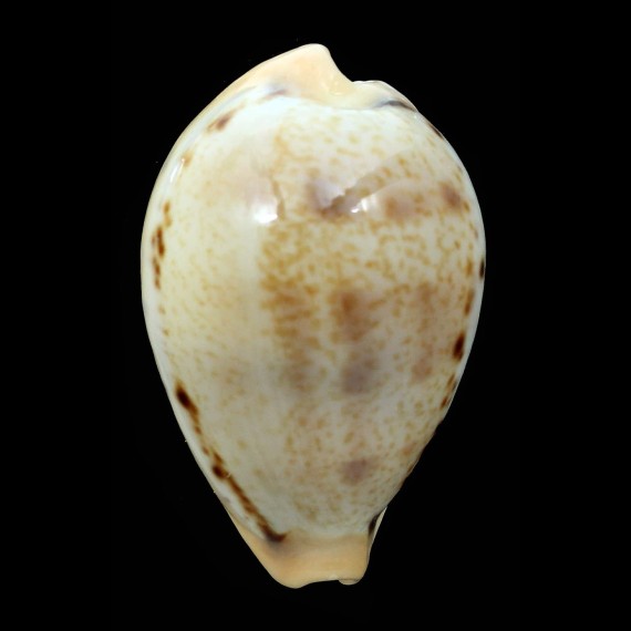 hungerfordi 41,1mm BIG