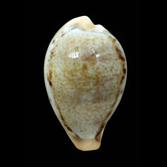 hungerfordi 42,0mm BIG