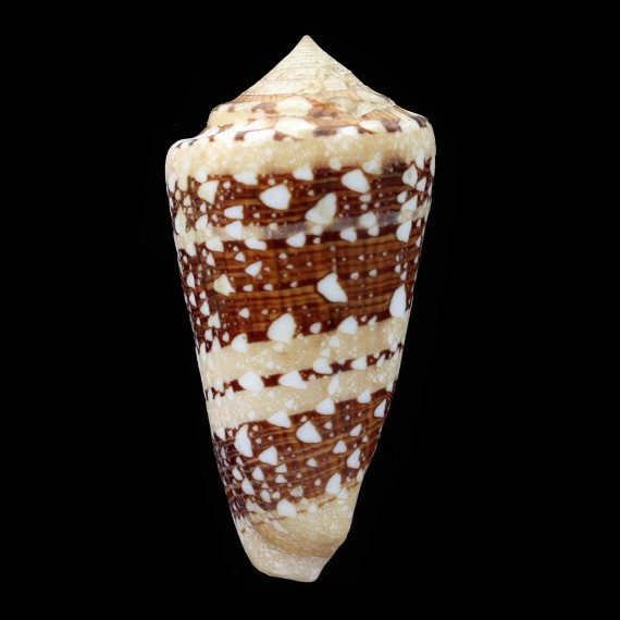 ammirailis 71,2mm