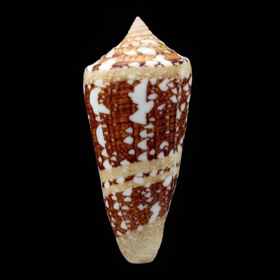 ammiralis temnes 71,1mm