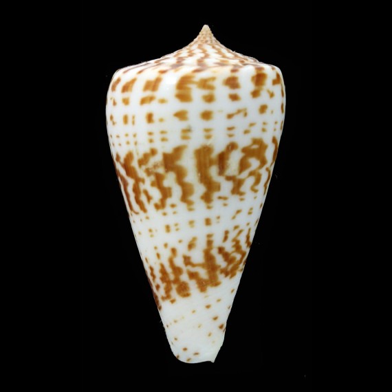 inscriptus 62,2mm