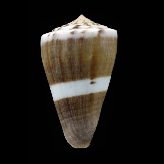 fumigatus excavatus 50,5mm