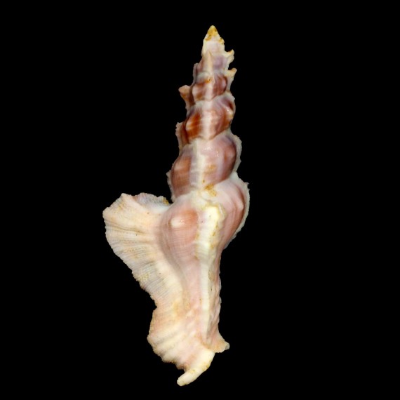elongatus