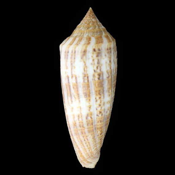 australis 111,5mm GIANT