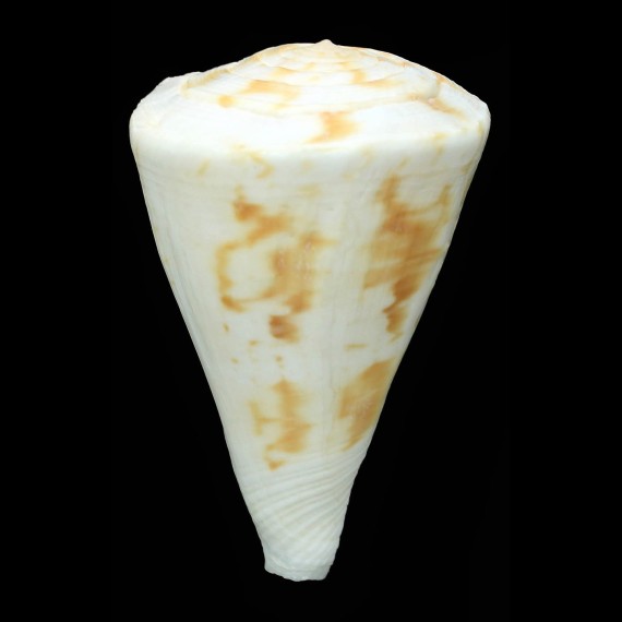 trigonus adami 78,0mm BIG