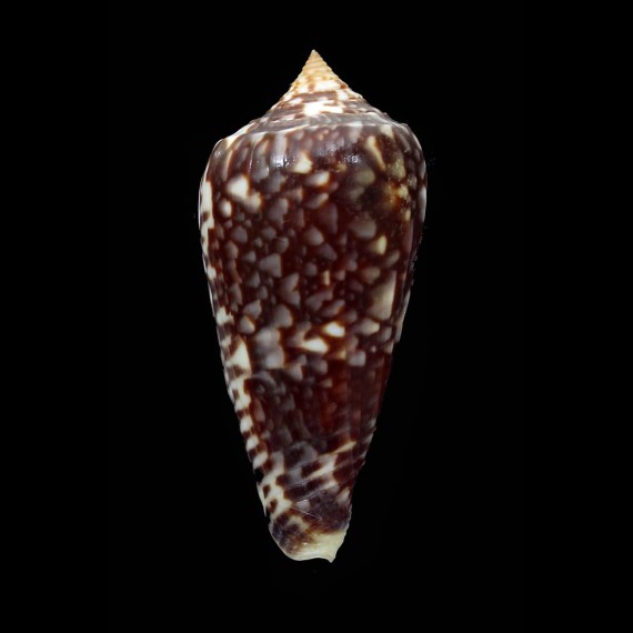 lienardi 49,2mm BIG