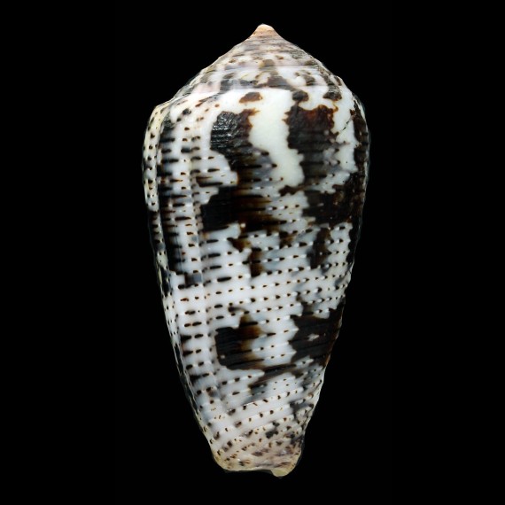 simonis 68,3mm BIG AND DARK