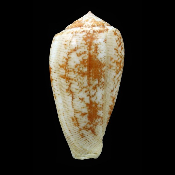 wittigi 46,1mm GIANT