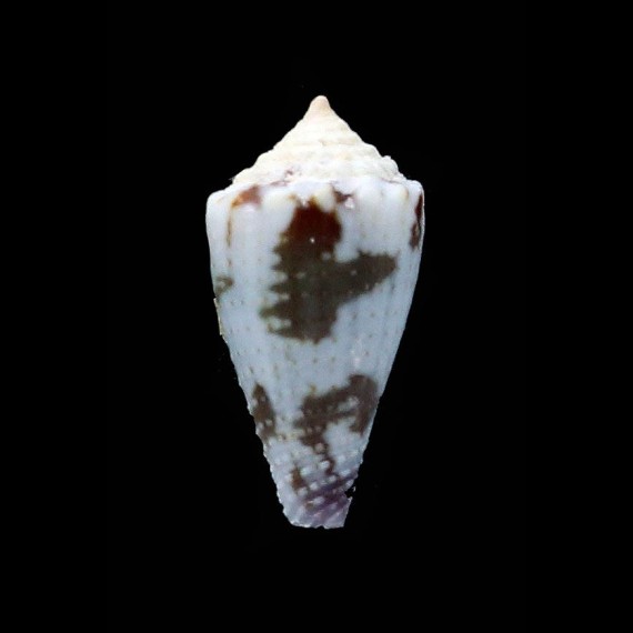 hughmorrisoni 15,8mm RARE