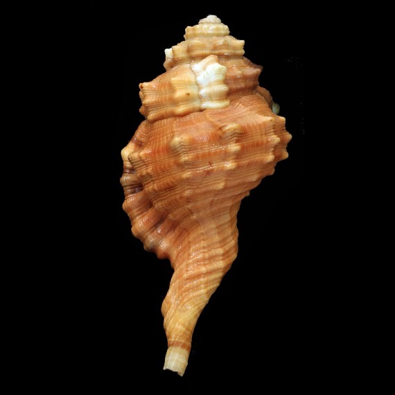 pyrum 92,0mm