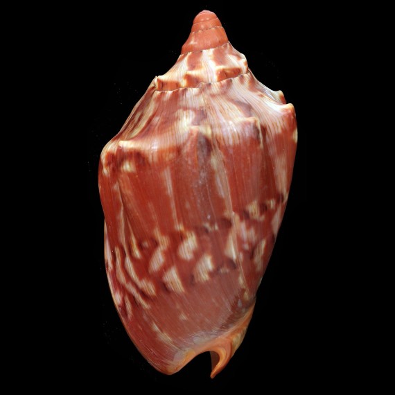 aulica 122,0mm