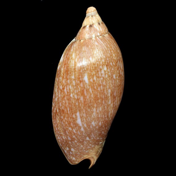 innexa 131,0mm