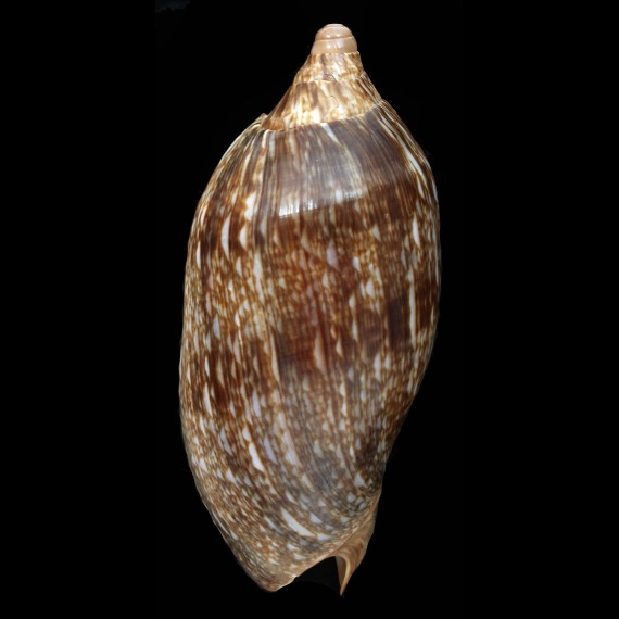innexa marispuma 126,2mm