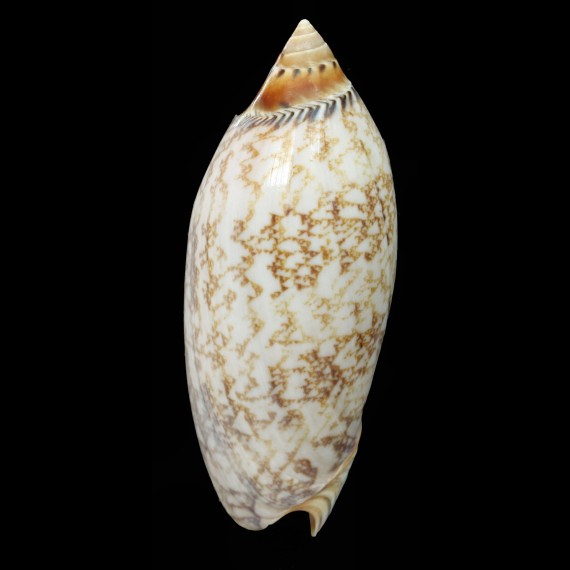 damonii 88,1mm