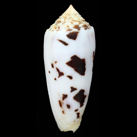 gubernator 102,4mm BIG