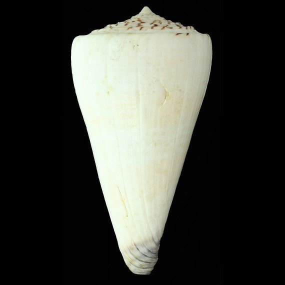 moncuri 170,0mm MONSTER