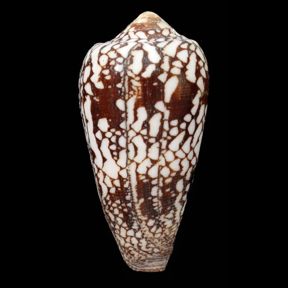 episcopatus 84,2mm GERONTIC