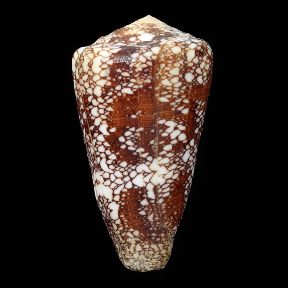 quasimagnificus 71,0mm SUPERB