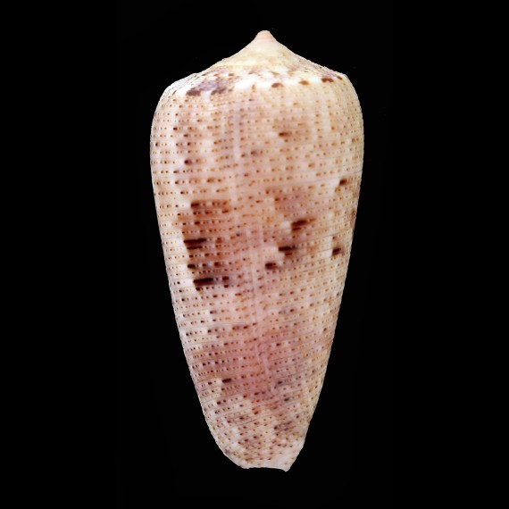 nimbosus nanoclarus 48,0mm BIG
