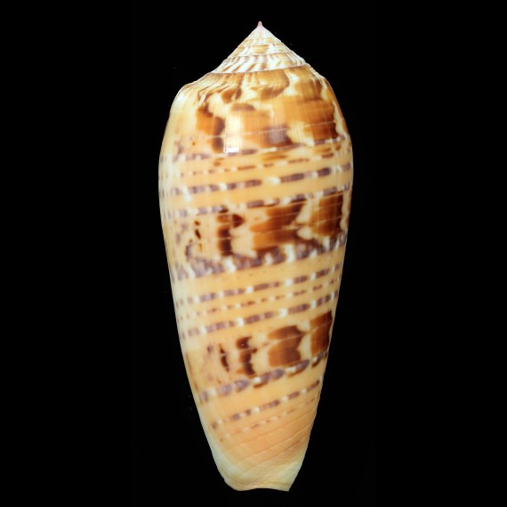 dusaveli 89,0mm BIG