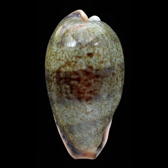 caurica 64,0mm BIG