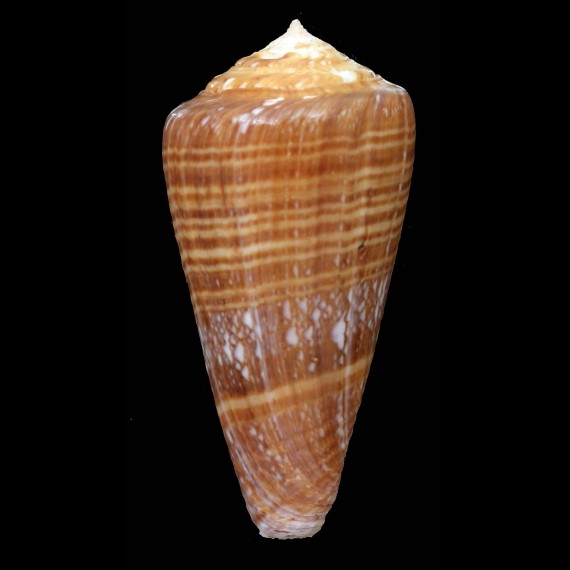 immelmani 79,0mm EXCEPTIONAL