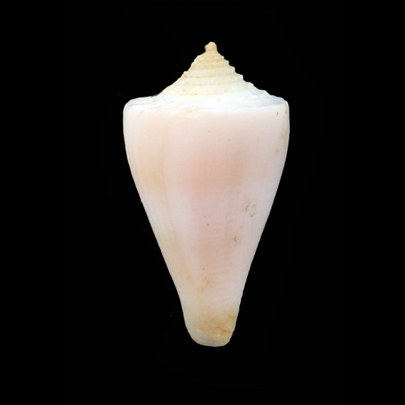 gondwanensis 23,2mm RARITY