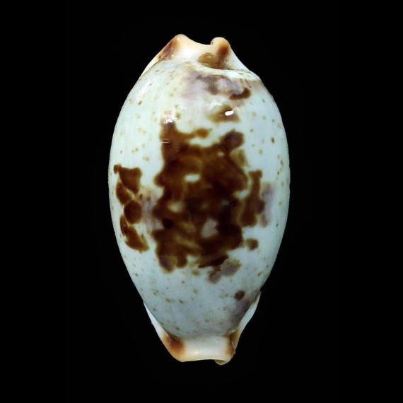 erythraensis 24,6mm